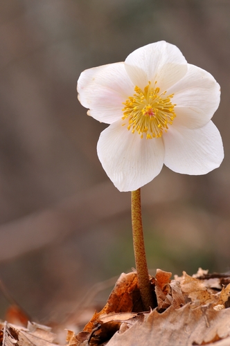 Helleborus niger